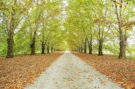 OTOÑO