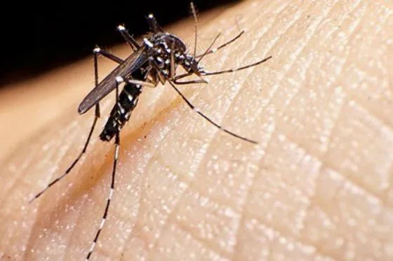 Dengue