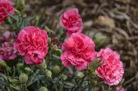 Claveles