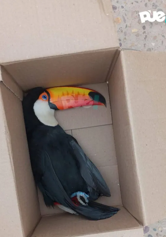 tucan edesa
