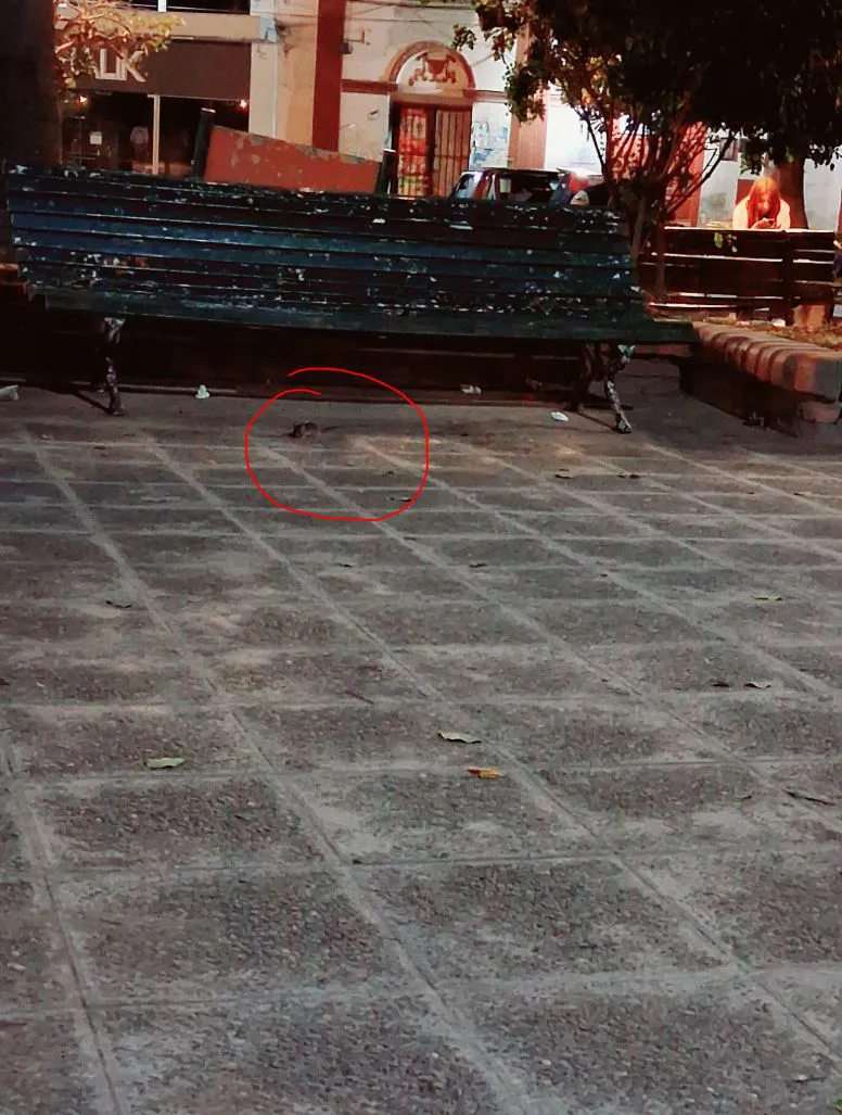 ratas rosario 2