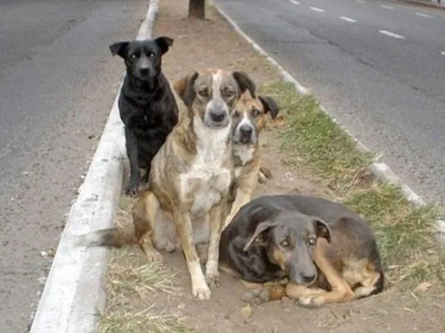 callejeritos