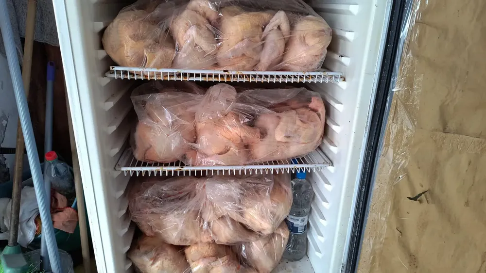 pollo