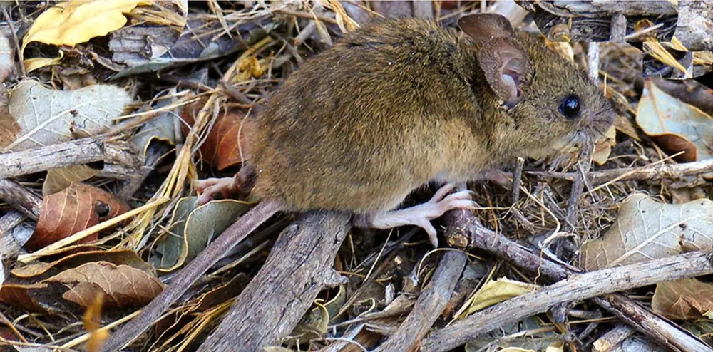 hantavirus