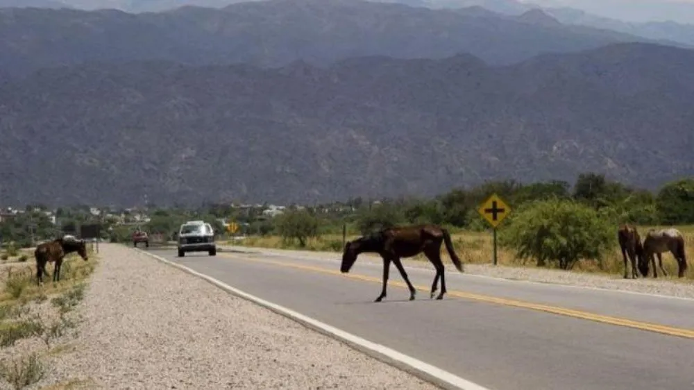 animales sueltos