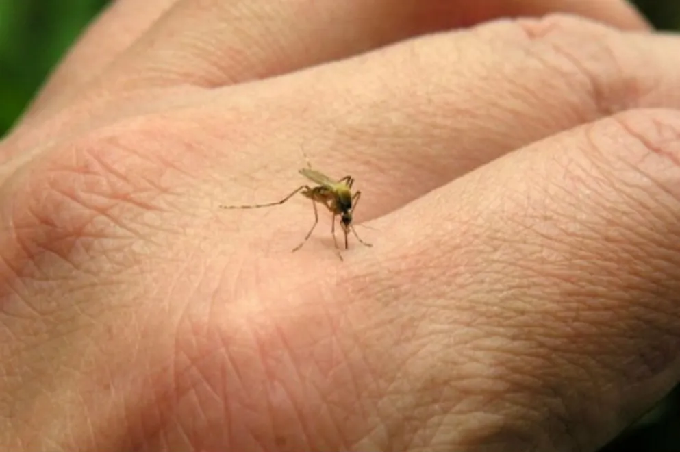 dengue