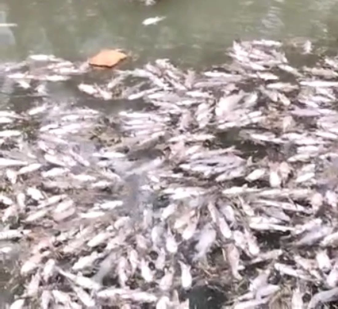 rio arenales peces