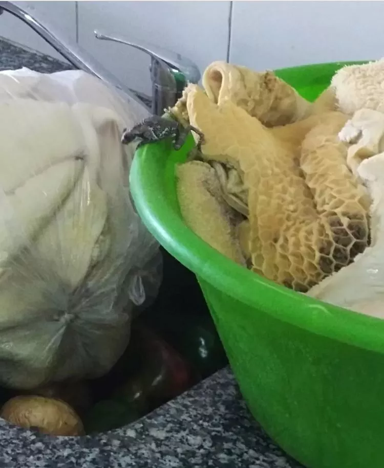 Rana en comida
