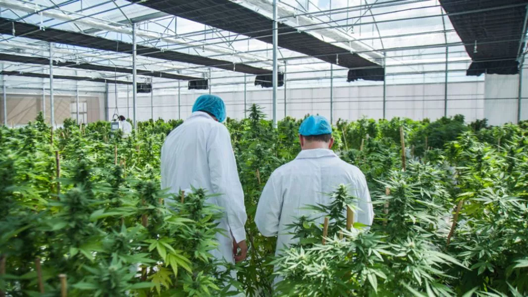 marihuana