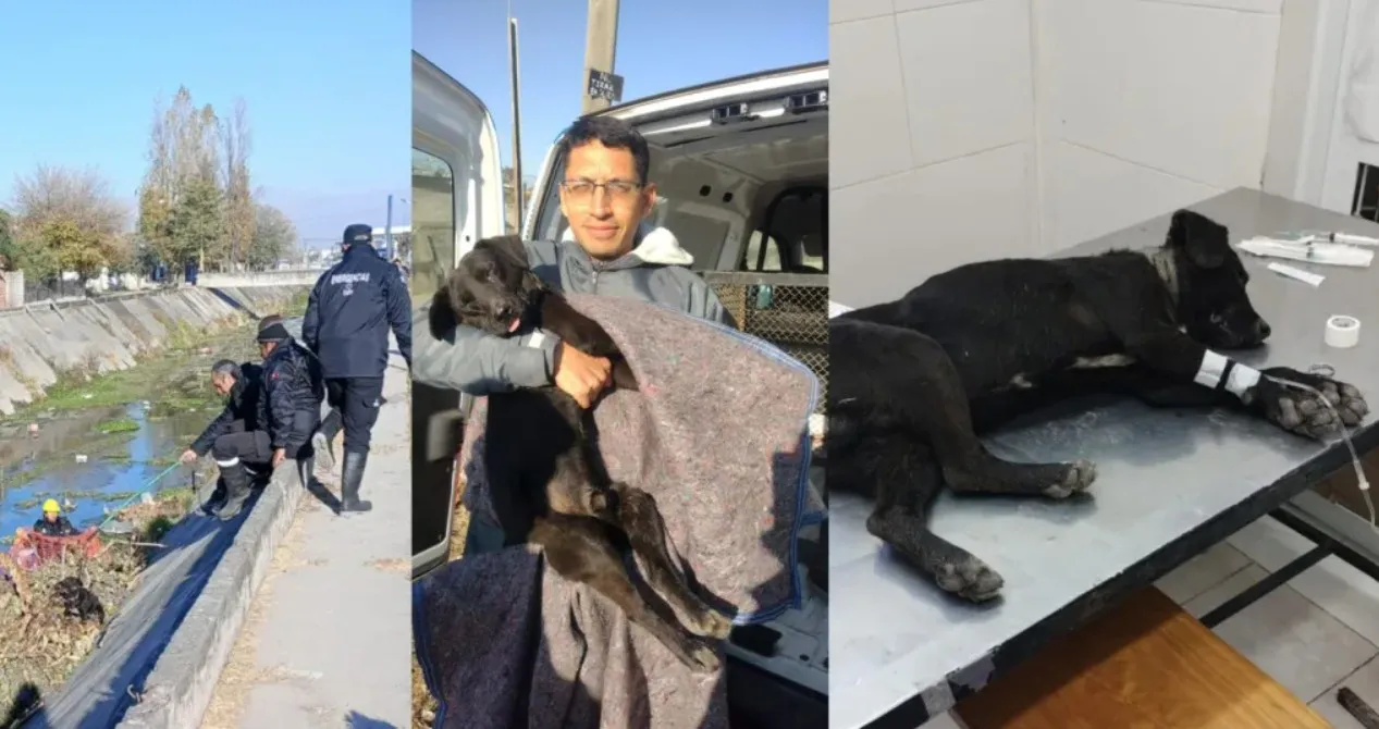 perrito rescatado